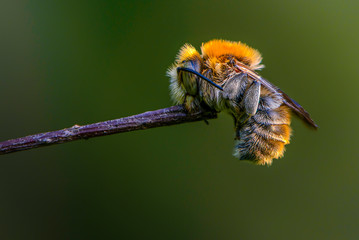 Bee sleeping holding its mouth by the branch.