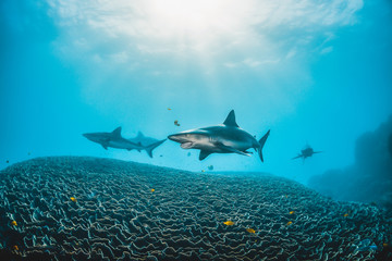 Obraz premium Grey Reef Sharks Swimming Above Large Submerged Coral Reef