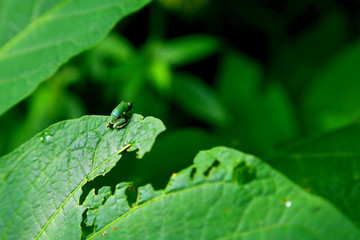 On the green leaves in the forest, a newly awakened tree frog is lying on the leaf and preparing to go out for adventure