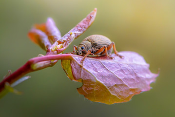 Beetle nut weever sits on an alder leaf © alex_1910