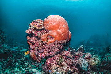 Colorful coral reef in clear blue water © Aaron