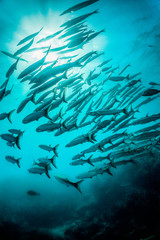 Fototapeta na wymiar Schooling pelagic fish swimming together in clear blue water
