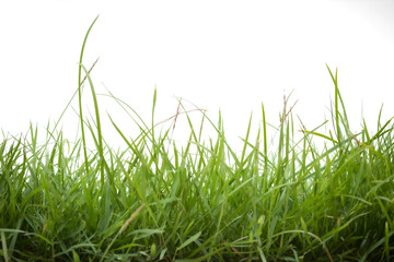 Fototapeta premium green grass on white background