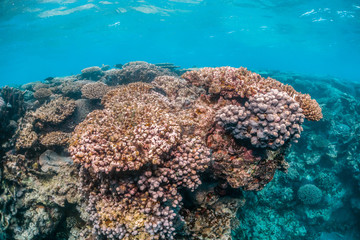 Colorful coral reef in clear blue water