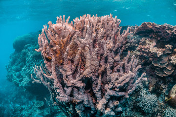 Colorful coral reef in clear blue water