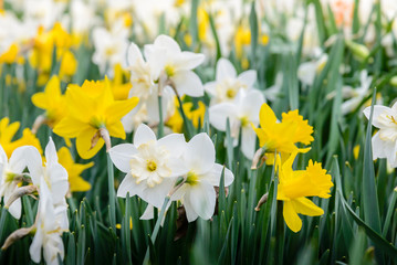 Obraz premium Flowerbed with blooming daffodils in spring