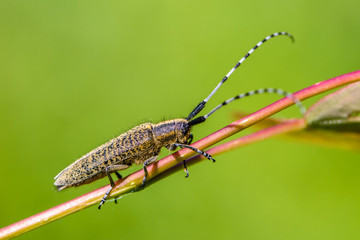 Beetle with a long mustache crawls on a branch of bush