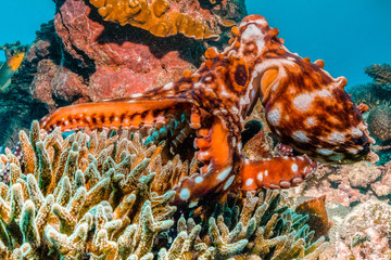 Colorful Octopus in Coral Reef