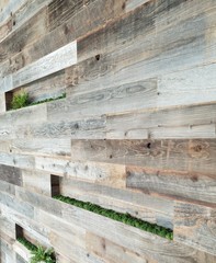 Wooden wall with plants planted in it