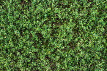 Green plants seen from above - grass 