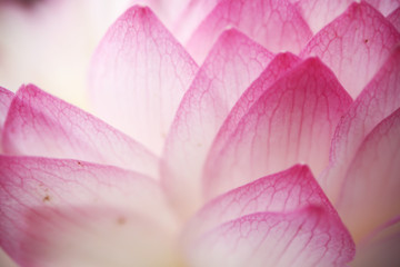 Close up shots of pink lotus petals show beautiful and detailed textures