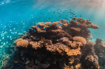 Colorful coral reef in clear blue water