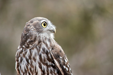 the barking owl is checking all around for preditors