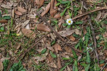 A daisy growing alone - view from above