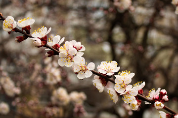 Flowering sprig of apricot tree