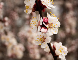 Pink and White Apricot Tree Flowers