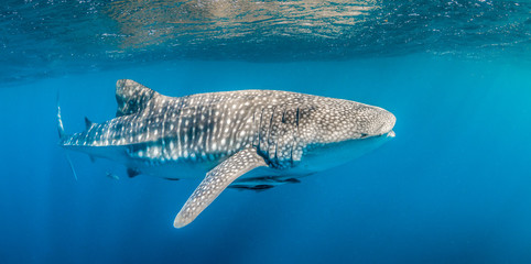Whale shark swimming in the wild in clear blue water
