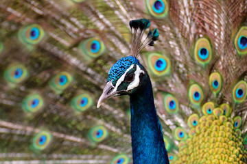 Obraz premium The beautiful peacock spreads its gorgeous tail feathers