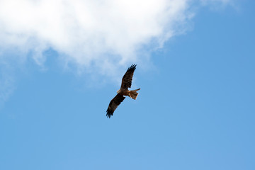 Obraz premium the black kite is flying amongst the clouds