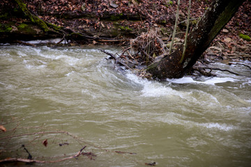 Creek Flooding