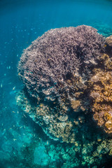 Colorful coral reef in clear blue water