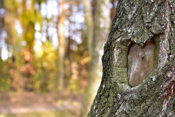 Nature heart formed in tree trunk. Background of autumn green forest. Copy space.