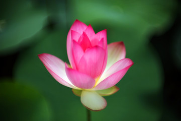 A pink lotus in the pond is preparing to bloom