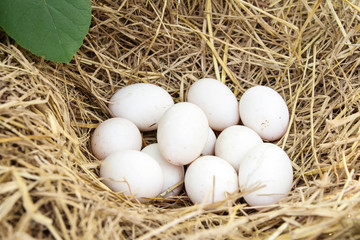 Naklejka na ściany i meble Fresh White eggs in a nest in straw. Poultry ecological farm background. Rural still life, natural organic healthy food concept. Copy space.