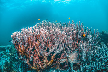 Colorful coral reef in clear blue water