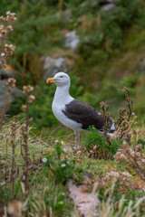 Heringsmöwen im Sommer zwischen Steinen und Pflanzen - Ireland’s Eye, Country Dublin, Irland