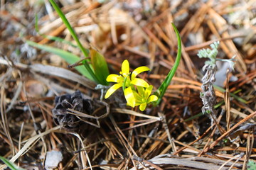Snowdrops. The first flowers from under the snow.
