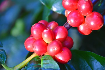 Coffee berries on tree branch in forest.
