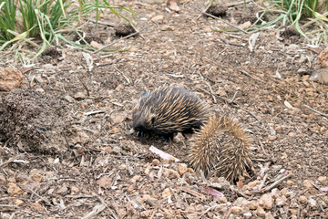 the echidnas are searching for ants