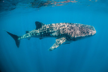 Whale Shark swimming in the wild, in crystal clear water