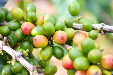 Coffee berries green on branch.