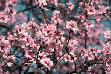 bright pink and white flowers on trees, blooming, spring landscape, beautiful background