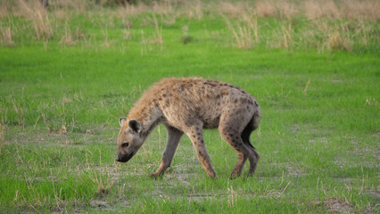 Naklejka na ściany i meble Hyena walking around at the savanna