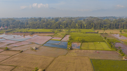 Rice field in the city side  in the morning 