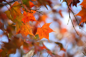 In the autumn forest, the maple leaves turn beautiful red