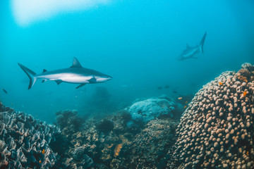 Grey Reef Sharks Swimming Around Coral Reef