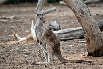 this is a western grey kangaroo joey