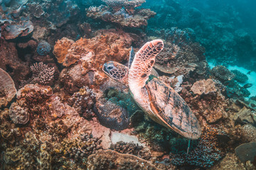 Green sea turtle in the wild, among colorful corals