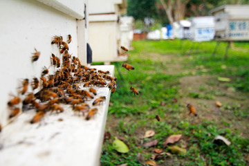 The bees who work hard to collect nectar, go in and out of their hives in an orderly manner.