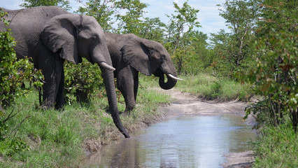 Elephants drinking water from a puddle