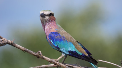 Obraz premium Lilac-breasted roller on a branch