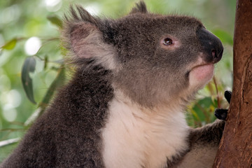this is a close up of a koala
