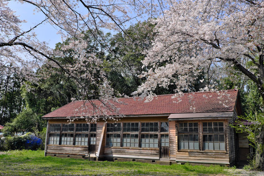 廃校と桜の写真素材 レトロ 春 花見 お散歩 卒業式 入学式 小学校 思い出	
