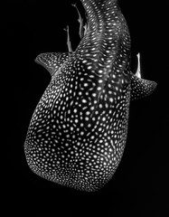 Black and White whale shark