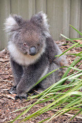 this is a young koala