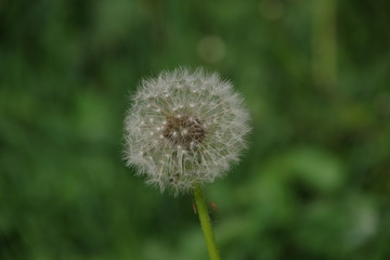 White fluffy dandelion on the green grass. selective focus. Can be used in the interior, background or for advertising